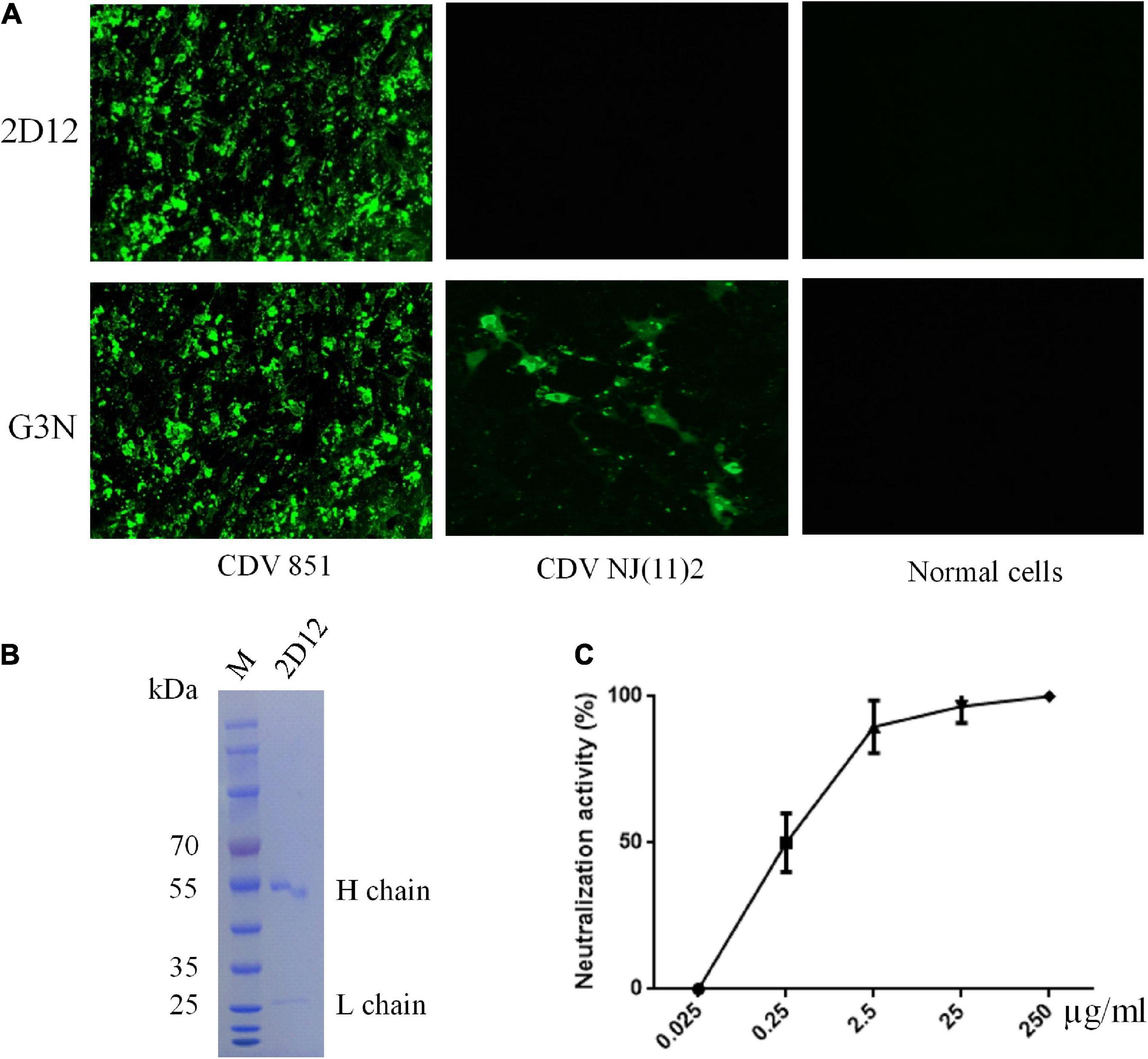 Structure and function of a novel lineage-specific neutralizing epitope on H protein of canine distemper virus